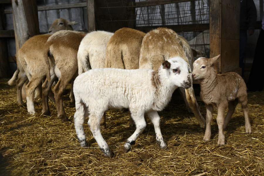 Two young lambs stand face-to-face on a straw-covered floor inside a barn while several adult sheep with tan wool stand nearby facing away.