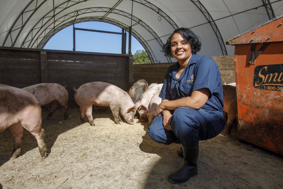 Woman in blue coveralls crouching and smiling inside a livestock shelter with several pigs eating straw-covered ground around her.